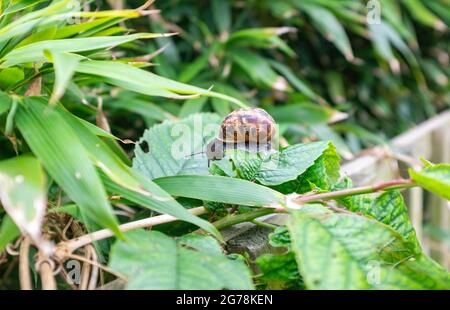 Common Garden Snail Cornu aspersum Sussex UK Foto aufgenommen von Simon Dack Stockfoto