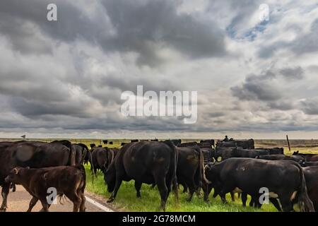 Familie, die Rinder entlang des Nebraska Highway 71 zu einer Sommerweide in der Nähe von Oglala National Grassland, Nebraska, USA, treibt [keine Modellfreigabe; verfügbar Stockfoto