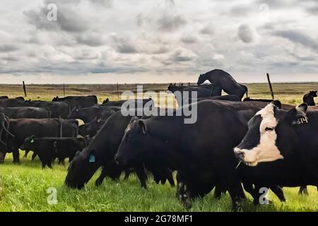 Familie, die Rinder entlang des Nebraska Highway 71 zu einer Sommerweide in der Nähe von Oglala National Grassland, Nebraska, USA, treibt [keine Modellfreigabe; verfügbar Stockfoto