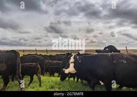 Familie, die Rinder entlang des Nebraska Highway 71 zu einer Sommerweide in der Nähe von Oglala National Grassland, Nebraska, USA, treibt [keine Modellfreigabe; verfügbar Stockfoto