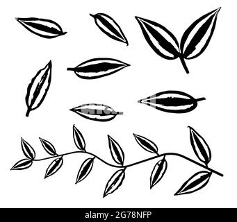 Schwarzes dünnes tradescantia Liana Gras hinterlässt Silhouetten isoliert auf Weiß. Kletternde dünne Pflanzenbürste. Zimmerpflanzen. Schablonenvektor Stock Vektor