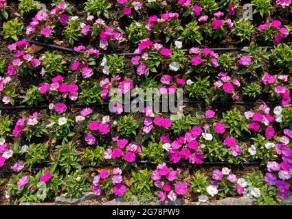 Detail eines Blumenbeetes, ausgestattet mit einem Bewässerungssystem, mit violetten und weißen kleinen Blumen Stockfoto