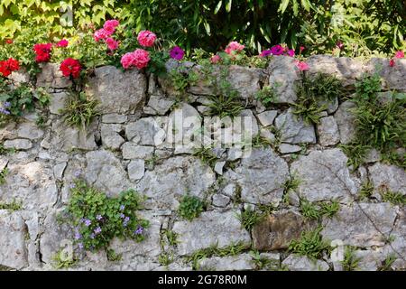 Außenwand aus Stein in einem Garten, der mit wunderschönen Blumen geschmückt ist Stockfoto