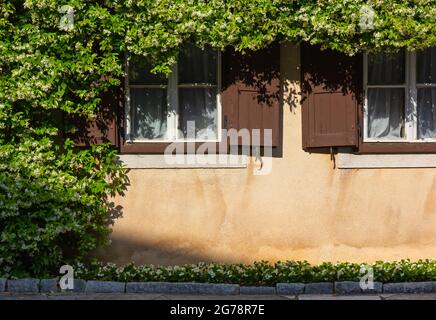 Das Detail der Fassade des Hauses, das mit Jasmin bedeckt ist Stockfoto