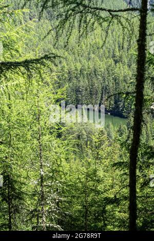 Europa, Österreich, Tirol, Ötztal Alpen, Ötztal, Längenfeld, Winkelbergsee, Blick hinunter zum versteckten Winkelbergsee im dichten Bergwald Stockfoto