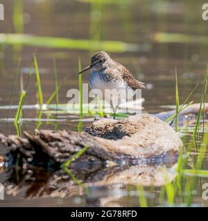 Größere gelbe Beine wandern entlang der Ufer des Strawberry Creek auf der Suche nach einem Essen in einem DCLT Naturschutzgebiet direkt außerhalb von Sturgeon Bay WI. Stockfoto