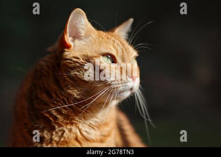 Seitenportrait von Ginger Tabby Kat. Nahaufnahme des Haustieres Orange Feline mit grünen Augen. Stockfoto