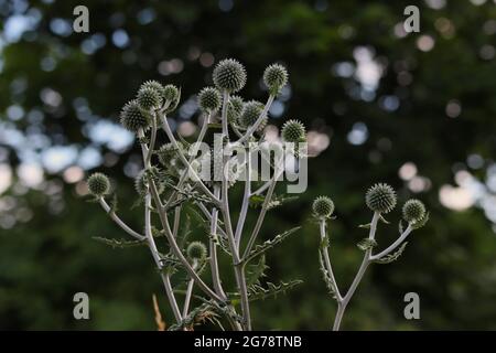 Echinops sphaerocephalus ist eine Wildblume, die im Sommer in der Natur wächst. Blütenstand der Drüsenglocke. Stockfoto