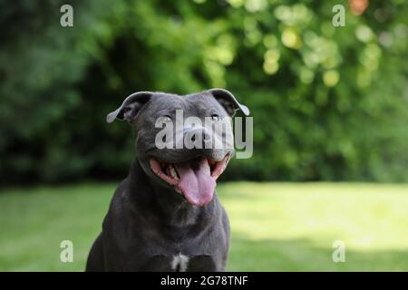 Schönes Porträt des englischen Staffordshire Bull Terrier im Grünen Garten. Blauer Staffy Dog mit Zunge draußen. Stockfoto