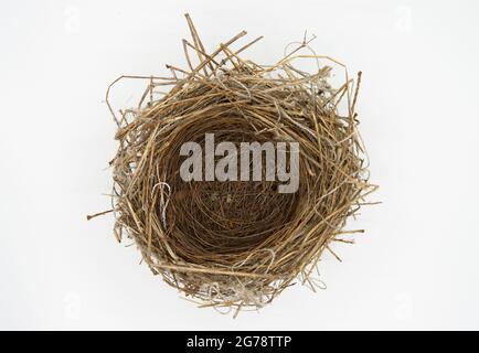 Eurasische Schwarzmücke, Sylvia atricapilla, Nest auf weißem Hintergrund, Britische Inseln Stockfoto