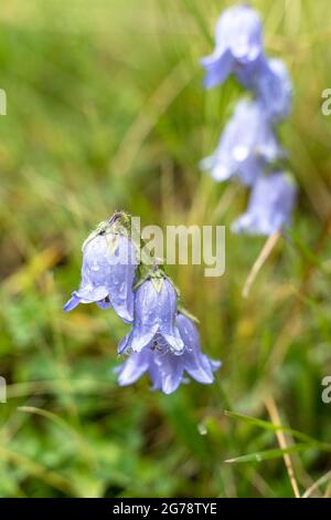 Europa, Österreich, Tirol, Ötztal Alpen, Ötztal, Bärtige Glockenblume auf einer feuchten Bergwiese Stockfoto