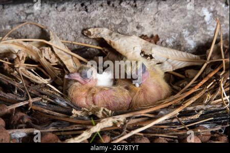 Two Rock Dove or Feral Pigeon, Columba livia, alt-jung im Nest, London, Vereinigtes Königreich Stockfoto