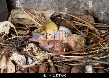 Two Rock Dove or Feral Pigeon, Columba livia, alt-jung im Nest, London, Vereinigtes Königreich Stockfoto