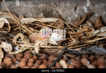 Neu geschlüpfte Felstaube oder Feral Pigeon, Columba livia, altrischer Junge im Nest, London, Großbritannien Stockfoto