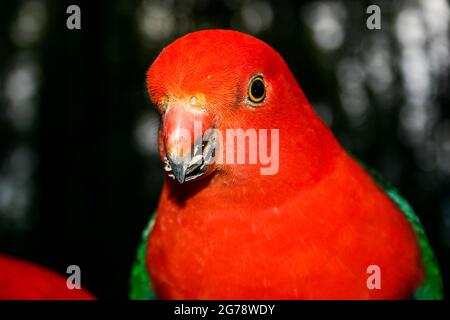 Ein knallfarbener rot-grauer King Papagei Vogel, der Samen frisst Stockfoto
