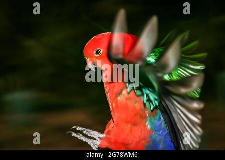 Farbenfroher australischer Königspapagei-Vogel im Flug, rot-grün und blau Stockfoto