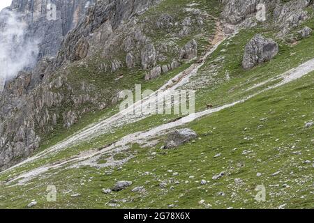 Europa, Österreich, Tirol, Stubaier Alpen, Pinnistal, Gämsen vor dem felsigen Serleskamm Stockfoto