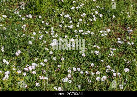 Convolvulus Arvensis, Feld Ackerwinde Stockfoto