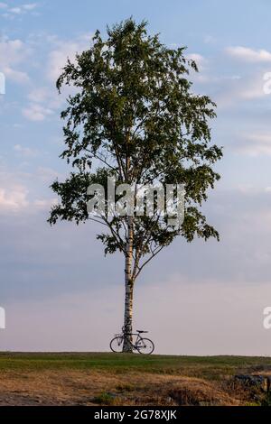 Helsinki / Finnland - 12. JULI 2021: Detailansicht einer einzelnen Birke vor hellblauem Himmel bei Sonnenuntergang. Ein Fahrrad, das sich zum Baum lehnt Stockfoto