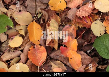 Blätter in verschiedenen Farben im Herbst Stockfoto