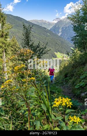 Europa, Österreich, Tirol, Stubaier Alpen, Wanderweibchen beim Aufstieg zur Mischbachalm im Stubai Stockfoto