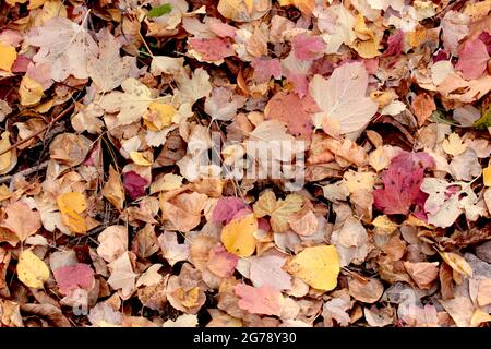 Blätter in verschiedenen Farben im Herbst Stockfoto