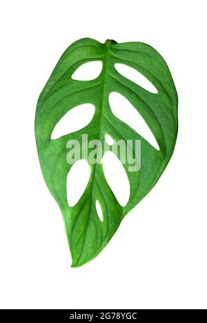 Blätter der tropischen Pflanze - Monstera adansonii auch Monstera Affe genannt isoliert auf einem weißen Hintergrund mit Clipping-Pfad enthalten. Detailreich: mac Stockfoto