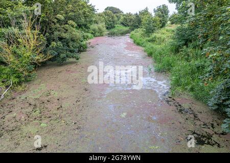 Der Royal Military Canal, Hythe mit Algen bedeckt. Stockfoto