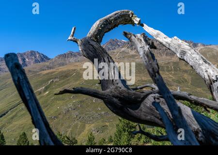 Europa, Österreich, Tirol, Ötztal Alpen, Ötztal, Schlot, Blick durch toten Wald im Zirbenwald auf die Wildspitze Stockfoto