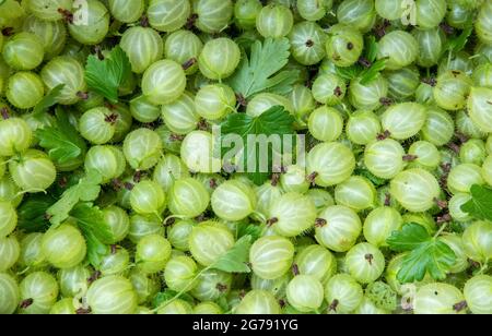 Nahaufnahme von frisch gepflückten Stachelbeeren, Preston, Lancashire, Großbritannien Stockfoto