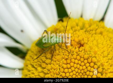 Eine gemeine grüne Capsid-Bug-Nymphe auf einer Oxeye-Gänseblümchen, Chipping, Preston, Lancashire, Großbritannien Stockfoto