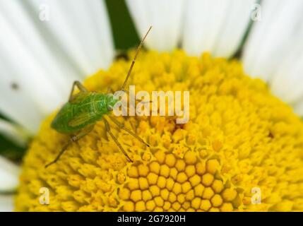 Eine gemeine grüne Capsid-Bug-Nymphe auf einer Oxeye-Gänseblümchen, Chipping, Preston, Lancashire, Großbritannien Stockfoto