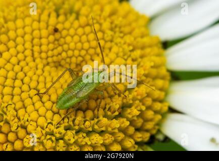 Eine gemeine grüne Capsid-Bug-Nymphe auf einer Oxeye-Gänseblümchen, Chipping, Preston, Lancashire, Großbritannien Stockfoto