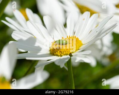 Eine gemeine grüne Capsid-Bug-Nymphe auf einer Oxeye-Gänseblümchen, Chipping, Preston, Lancashire, Großbritannien Stockfoto