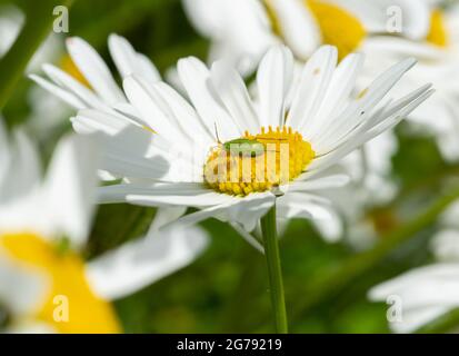 Eine gemeine grüne Capsid-Bug-Nymphe auf einer Oxeye-Gänseblümchen, Chipping, Preston, Lancashire, Großbritannien Stockfoto