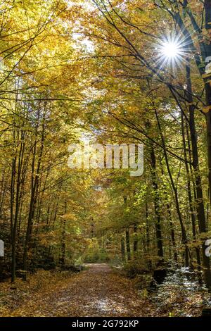 Europa, Deutschland, Baden-Württemberg, Stuttgart, Waldweg im Wald an einem sonnigen Herbsttag Stockfoto