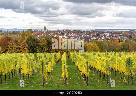 Europa, Deutschland, Baden-Württemberg, Stuttgart, Schloss Hohenheim, Blick vom Aussichtspunkt auf Schloss Hohenheim über den Weinberg nach Plieningen Stockfoto