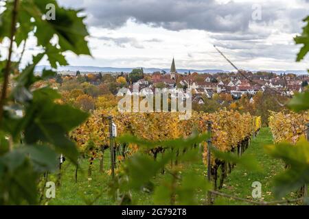 Europa, Deutschland, Baden-Württemberg, Stuttgart, Schloss Hohenheim, Blick vom Aussichtspunkt auf Schloss Hohenheim über den Weinberg nach Plieningen Stockfoto