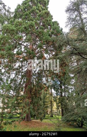 Europa, Deutschland, Baden-Württemberg, Stuttgart, Schloss Hohenheim, sequoia in den Hohenheimer Gärten vor der Burg Hohenheim Stockfoto