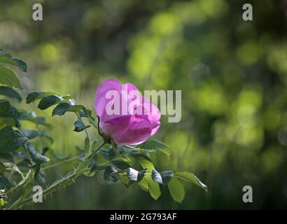 Strand Rose (Rosa rugosa) blühen fragant lila Blüten. Pflanzung in Finnland verboten Stockfoto