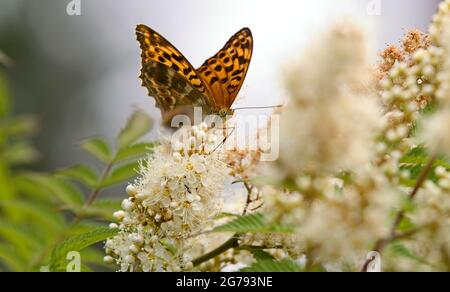 Schöne silbergewaschene Fritillary Fütterung auf falschen Spirea Blüten Stockfoto