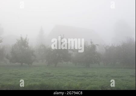 Nebel im alten Land Stockfoto