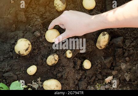 Der Bauer hält frisch gepflückte Kartoffeln auf dem Feld. Ernte, Ernte. Bio-Gemüse. Landwirtschaft und Landwirtschaft. Kartoffel. Selektiver Fokus. Stockfoto