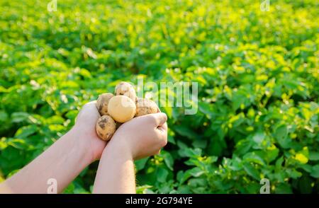 Der Bauer hält frisch gepflückte Kartoffeln auf dem Feld. Ernte, Ernte. Bio-Gemüse. Landwirtschaft und Landwirtschaft. Kartoffel. Selektiver Fokus. Stockfoto