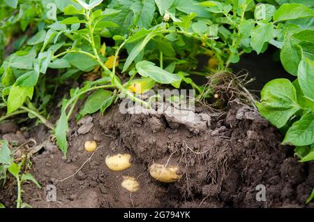 Junge Kartoffelsträucher wachsen auf dem Feld. Ernte, Ernte. Bio-Gemüse. Landwirtschaft und Landwirtschaft. Kartoffeln. Selektiver Fokus. Stockfoto