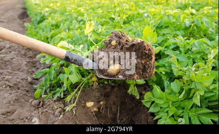 Schaufel und frisch gepflückte Kartoffeln auf dem Feld. Ernte, Ernte. Bio-Gemüse. Landwirtschaft und Landwirtschaft. Kartoffel. Selektiver Fokus. Stockfoto