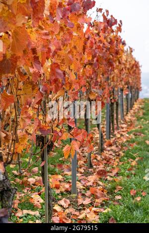 Europa, Deutschland, Baden-Württemberg, Neckartal, herbstlich verfärbte Reben in den Weinbergen bei Mundelsheim Stockfoto