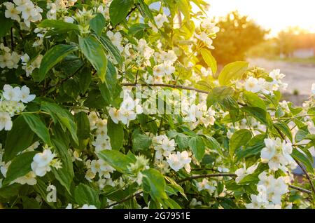 Schöner blühender Jasminbusch in den Strahlen des Sonnenuntergangs. Sommer- und Frühlingsbüsche, Blumen, Natur. Selektiver Fokus. Stockfoto