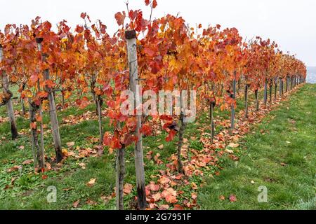 Europa, Deutschland, Baden-Württemberg, Neckartal, Rebstöcke im Herbst in den Weinbergen bei Mundelsheim gefärbt Stockfoto