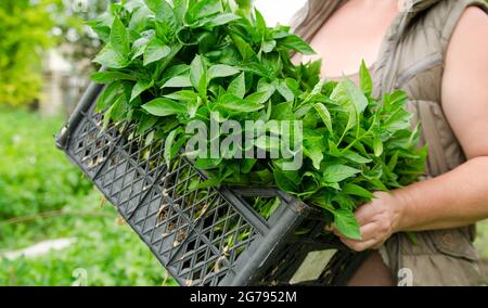 Der Bauer hält in den Händen eine Schachtel mit frischen Pfefferpflanzen. Pflanzen von Gemüse auf dem Feld. Landwirtschaft und Landwirtschaft. Agrarindustrie. Selektiv Stockfoto